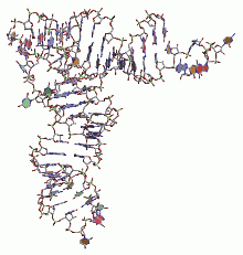 Three-Dimensional Structure of tRNA
